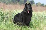 GROENENDAEL 253
